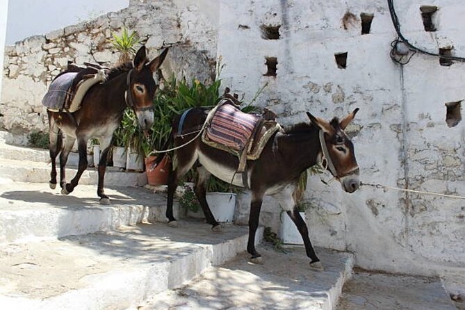 Best Rhodes Tour with Wine Tasting Experience from Cruise Port - Medieval City Hour: UNESCO Old Town Sights Without the Guesswork
