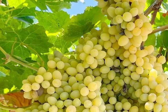 Best Rhodes Tour with Wine Tasting Experience from Cruise Port - Getting Back to Your Ship: Why Timing and Meetings Matter