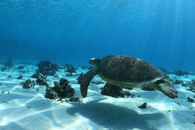 Best Way to Interact with Ocean Wildlife with Lunch. 6H - The other reef moments: sculpture garden and stingray-and-shark shallows
