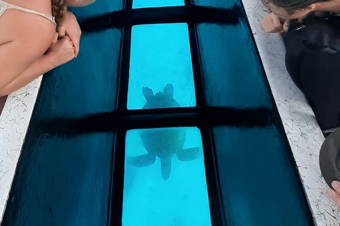 Best Way to Interact with Ocean Wildlife with Lunch. 6H - Your guide and captain: small group attention in plain language
