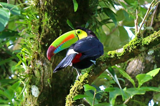 Birdwatching Tour at Mistico Park - Why Místico’s early-morning bridges are a birdwatching sweet spot