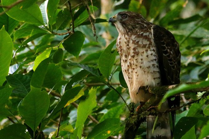 Birdwatching Tour at Mistico Park - Stop-by-stop: how your walk unfolds from first bridge to last steps
