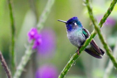 Birdwatching Tour at Mistico Park - The Místico reserve: how the biology corridor boosts your odds