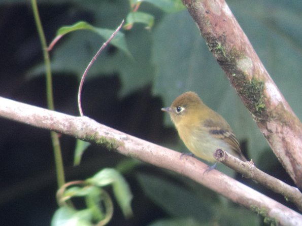 Birdwatching Tour at Mistico Park - Price and value: is $66 for Místico reasonable?