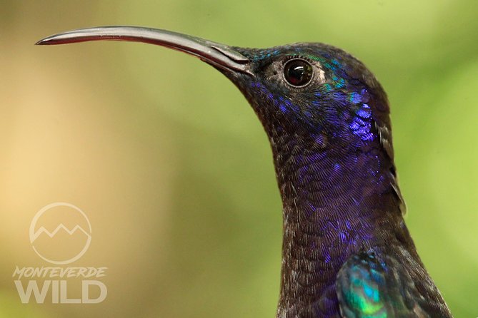 Birdwatching tour at the Cloud Forest -Monteverde Wild- - 6:00 am in Monteverde: the morning that makes birding work