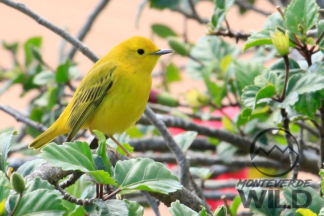 Birdwatching tour at the Cloud Forest -Monteverde Wild- - Timing, weather, and what to pack for a smooth morning