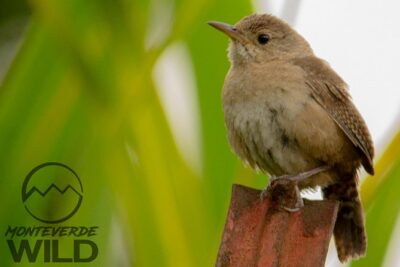 Birdwatching tour at the Cloud Forest -Monteverde Wild- - Tools matter: spotting scope and how it changes what you see