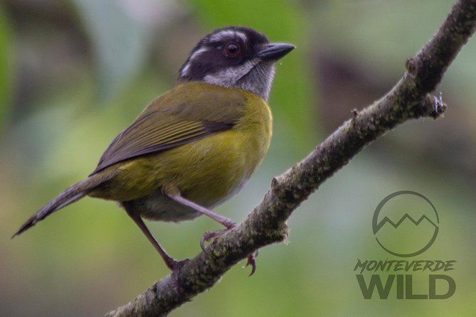 Birdwatching tour at the Cloud Forest -Monteverde Wild- - Should you book this birdwatching tour in Monteverde?