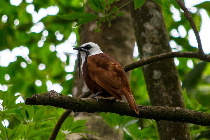 Birdwatching Tour: unlock the wonder, whether beginner or advanced - Monteverde birdwatching built around the right trail for the day