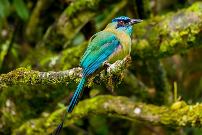 Birdwatching Tour: unlock the wonder, whether beginner or advanced - The 4-hour flow: where you start, what happens, and where you finish