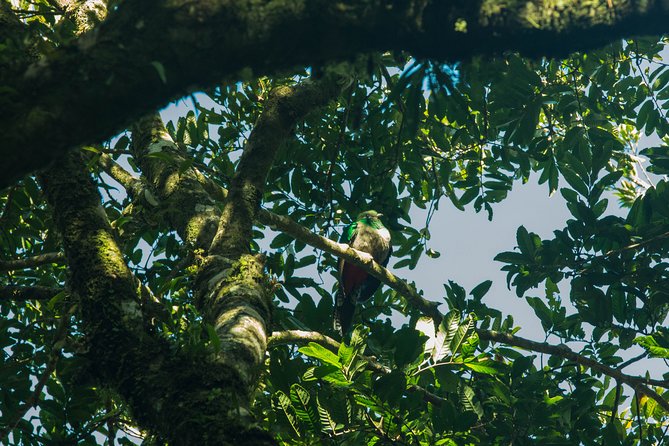 Birdwatching Tour: unlock the wonder, whether beginner or advanced - Why a naturalist guide changes your birdwatching odds