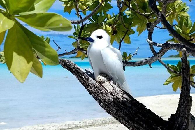 BLUE LAGOON | Eco-tour | Snorkeling Avatoru | Secret Green Lagoon - Snack time, bathing breaks, and why the pace works