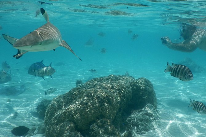 Boat tour 1/2 day Excursion in the lagoon of Moorea - Weather and Timing: When the Lagoon Day Happens