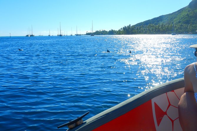 Boat tour 1/2 day Excursion in the lagoon of Moorea - Who This Tour Fits Best