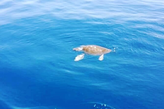 Boat trips with Zorro - Midday Lunch on Board: What You Get and Why It’s Good Value