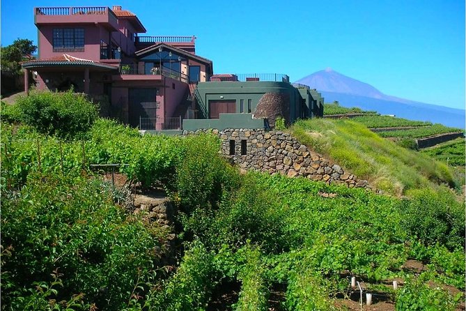 Bodegas Monje Winery Ticket w/Wine Tasting & Mojo Sauce Workshop - Wine tasting: three young wines with three specific pairings