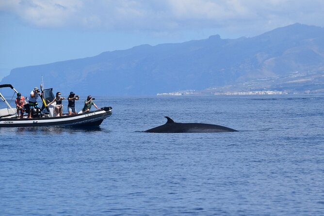 Bonadea II Ecological Whale Watching, 2 hours - Why the Teno-Rasca Protected Zone Makes This Tour Different