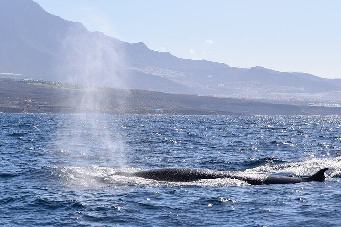 Bonadea II Ecological Whale Watching, 2 hours - The Two-Hour Flow: What You’ll Do on the Water