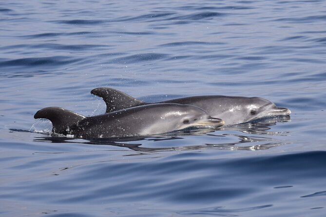 Bonadea II Ecological Whale Watching, 2 hours - Wildlife You Can Actually Hope to See (Not Just In Theory)
