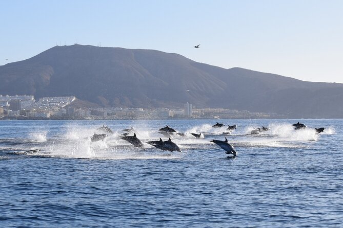 Bonadea II Ecological Whale Watching, 2 hours - The Quiet, Respectful Approach That Keeps the Focus on Animals