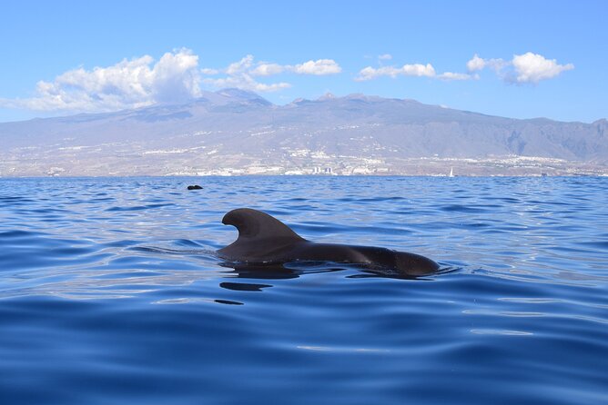 Bonadea II Ecological Whale Watching, 2 hours - Conservation in Action: Plastic Pickup on the Return