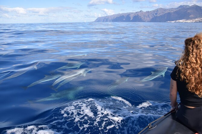 Bonadea II Ecological Whale Watching, 2 hours - How Much Does It Cost, and Is It Good Value?