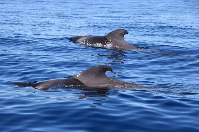 Bonadea II Ecological Whale Watching, 2 hours - Getting on Bonadea II: Group Size, Weight Limit, and Comfort
