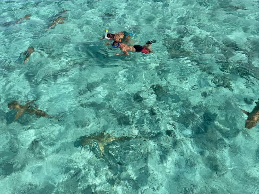 Bora Bora: 1/2 day lagoon safari - Shared tour - Stop setup: what the first snorkeling moments are like