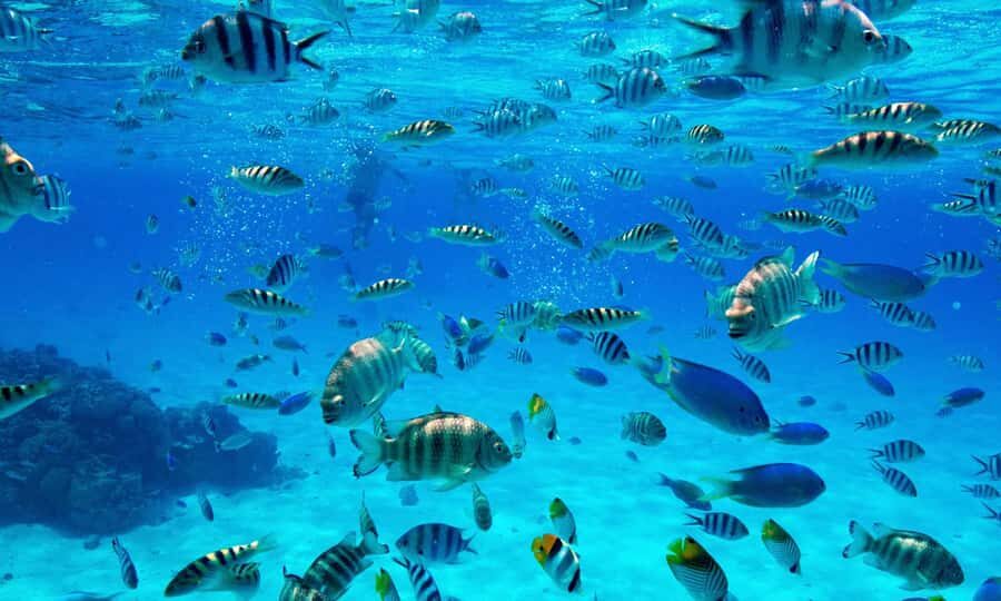 Bora Bora: 1/2 day lagoon safari - Shared tour - The coral garden snorkeling stop: where the lagoon really surprises you