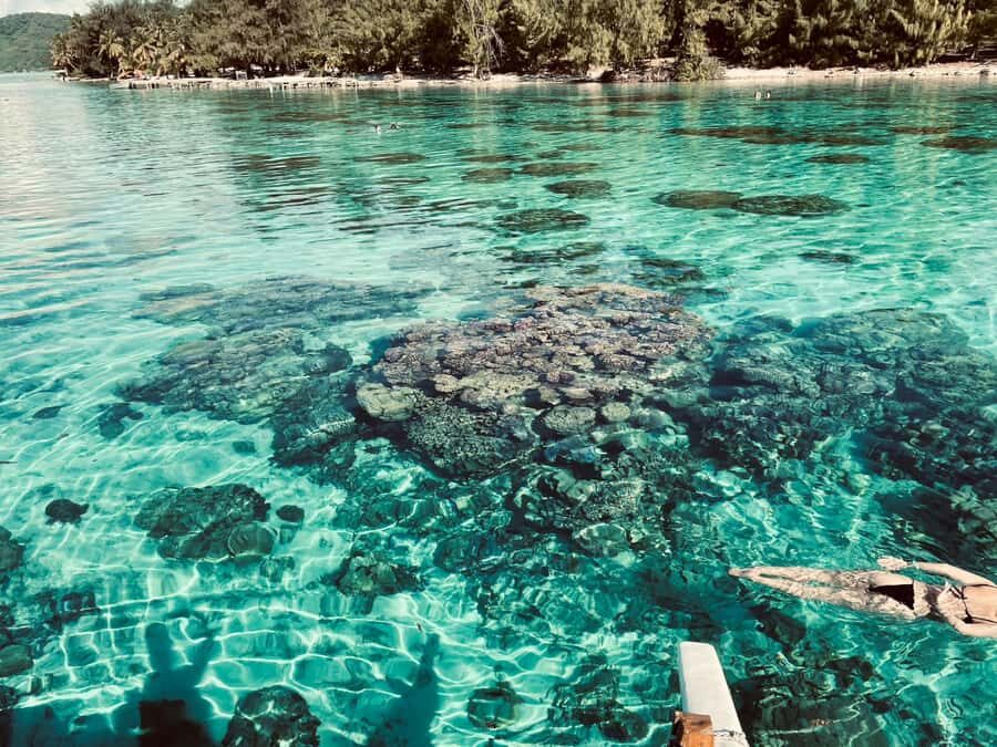 Bora Bora: 1/2 day lagoon safari - Shared tour - Shark and ray viewing from the boat: the calm part that still counts