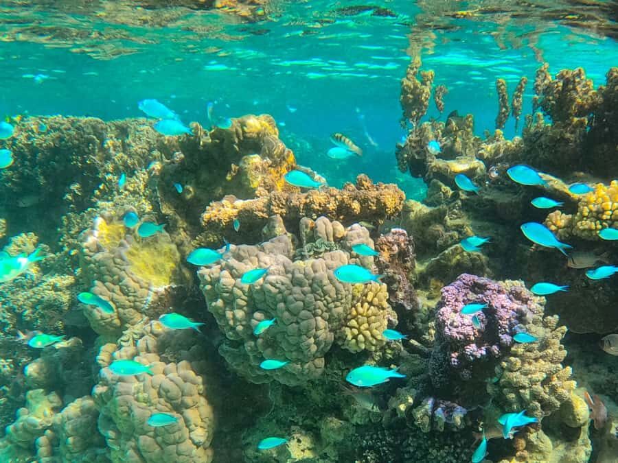 Bora Bora: 1/2 day lagoon safari - Shared tour - Pickup, the short boat transfer, and the 10-minute safety briefing