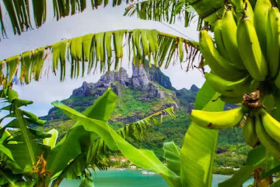 Bora Bora: 4WD History & Culture Tour - The 4x4-only lookouts: why the ride is part of the attraction
