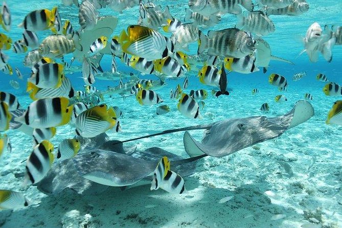 Bora Bora 4WD Tour & Eco Shark & Ray Snorkel Cruise - Lagoon cruise snorkeling: coral gardens, stingrays, and black-tip reef sharks