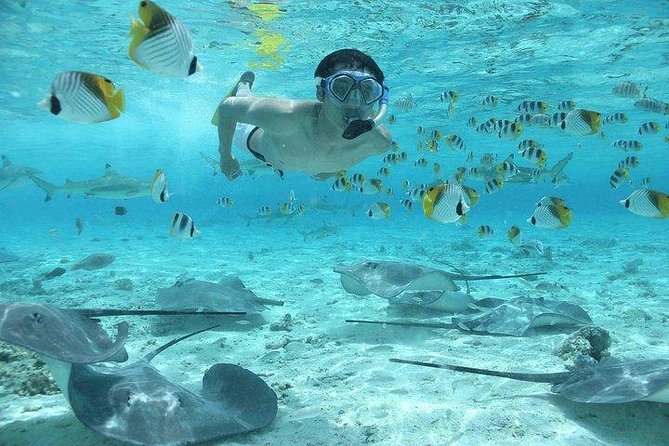 Bora Bora 4WD Tour & Eco Shark & Ray Snorkel Cruise - How the guides and the small group change your day