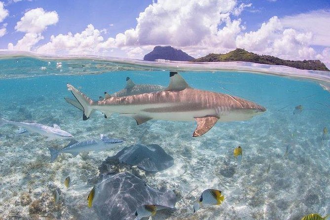 Bora Bora 4WD Tour & Eco Shark & Ray Snorkel Cruise - Who should book this Bora Bora combo (and who might skip it)