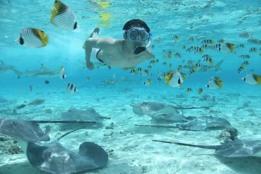 Bora Bora by Land and Sea: 4WD Safari and Snorkel - Lagoon cruise rules: stingrays, black-tip reef sharks, and coral protection