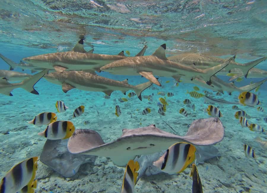 Bora Bora by Land and Sea: 4WD Safari and Snorkel - Price and value: what you’re really paying for at $252