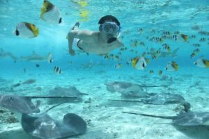 Bora Bora: Eco Shark and Snorkeling Safari - The marine cast: reef sharks, rays, eels, and serious fish variety