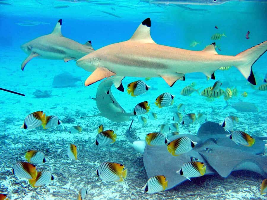 Bora Bora: Eco Shark and Snorkeling Safari - Getting picked up in Bora Bora and riding out across the lagoon