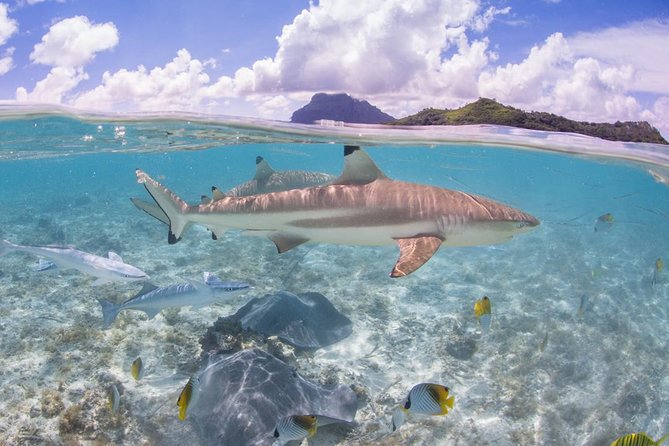 Bora Bora Eco Snorkel Cruise Including Snorkeling with Sharks and Stingrays - Stop 2: Coral Garden snorkeling and the reef you can linger over