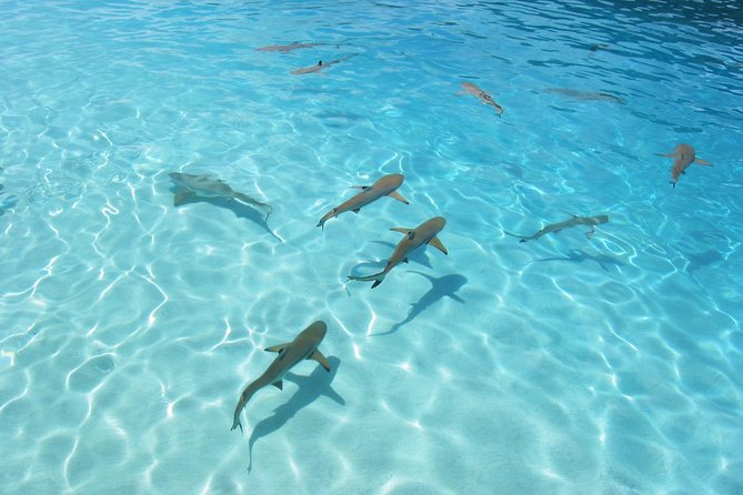 Bora Bora Eco Snorkel Cruise Including Snorkeling with Sharks and Stingrays - Price and value: is $118.37 fair for Bora Bora?