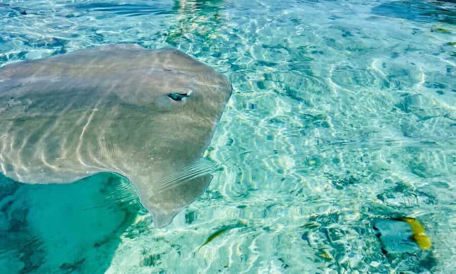 Bora Bora: Full day Lagoon Safari & Lunch on a Motu - ST - Key things to know before you go