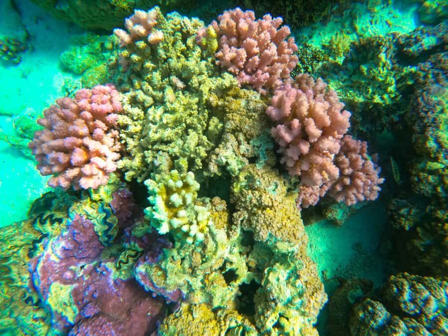 Bora Bora: Full day Lagoon Safari & Lunch on a Motu - ST - Bora Bora Lagoon Safari: the 6-hour rhythm that makes it worth your time