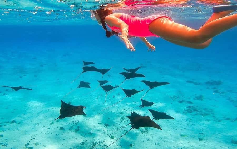 Bora Bora: Full day Lagoon Safari & Lunch on a Motu - ST - Stop 3: manta ray chances and the joy of not overpromising