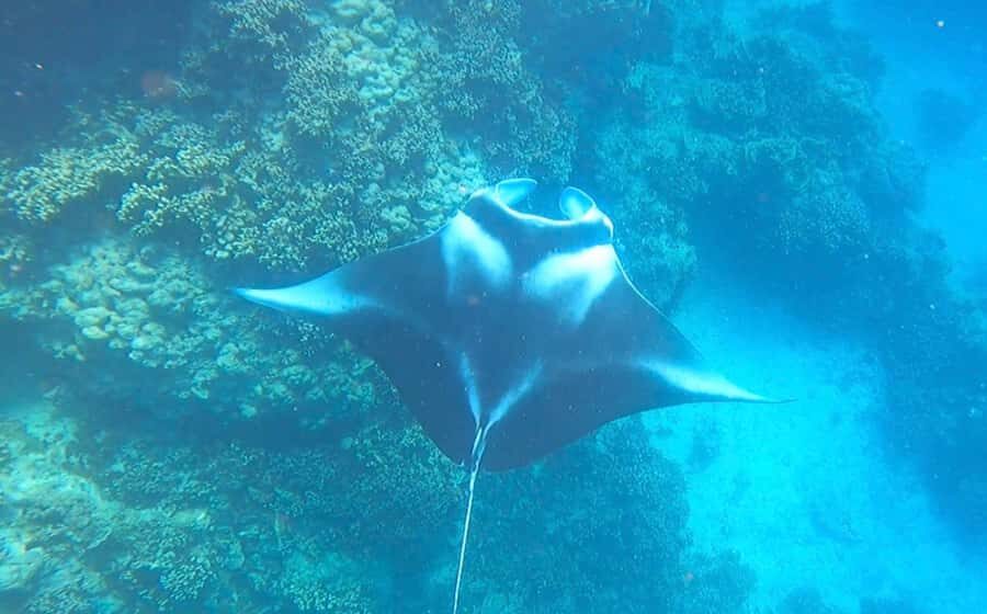 Bora Bora: Full day Lagoon Safari & Lunch on a Motu - ST - Pickup by boat: how it really works from your resort