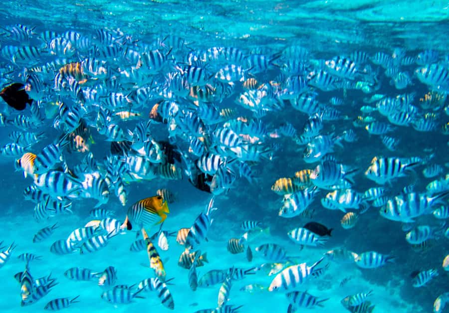 Bora Bora: Full-Day Lagoon Snorkelling Tour - The Day Starts on the Lagoon, Not in a Line