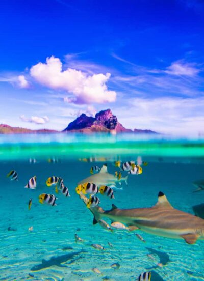 Bora Bora: Full-Day Lagoon Snorkelling Tour - Circle-Island Cruising: the Scenic Part That Actually Matters