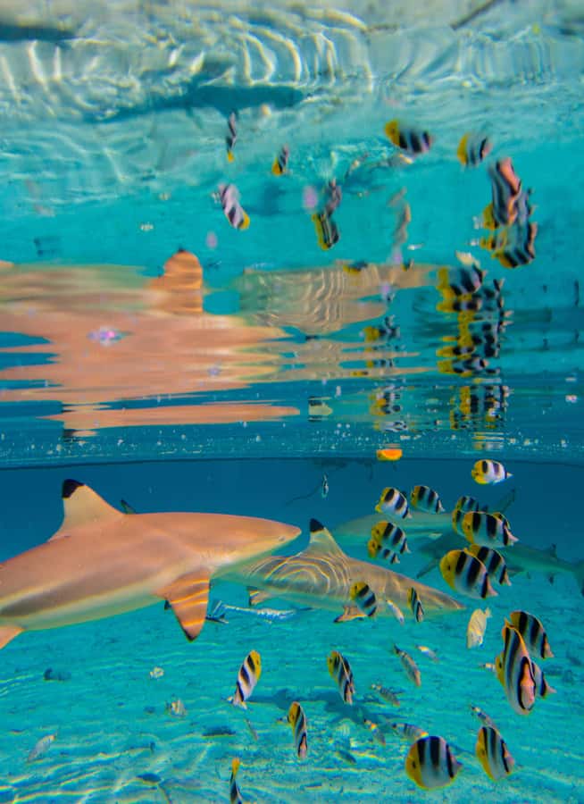 Bora Bora: Full-Day Lagoon Snorkelling Tour - Motu Lunch Break: Eating Where the Lagoon Laps