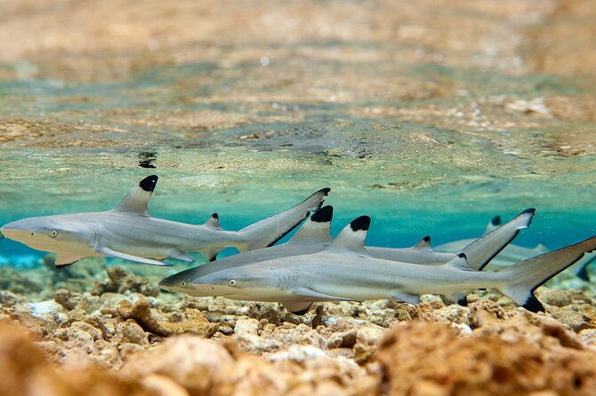 Bora Bora Full Day Snorkeling with Lunch - Stop 4: Shark and ray snorkeling safari in warm lagoon water