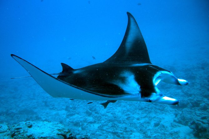 Bora Bora Jet Ski Tour, & Eco Shark / Ray Snorkel Cruise - Your comfort checklist: sunscreen, t-shirt rule, shoes, and camera ideas